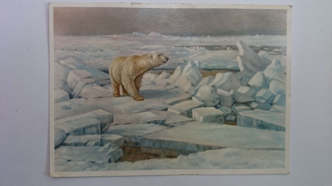 Открытка " Белый медведь во льдах"